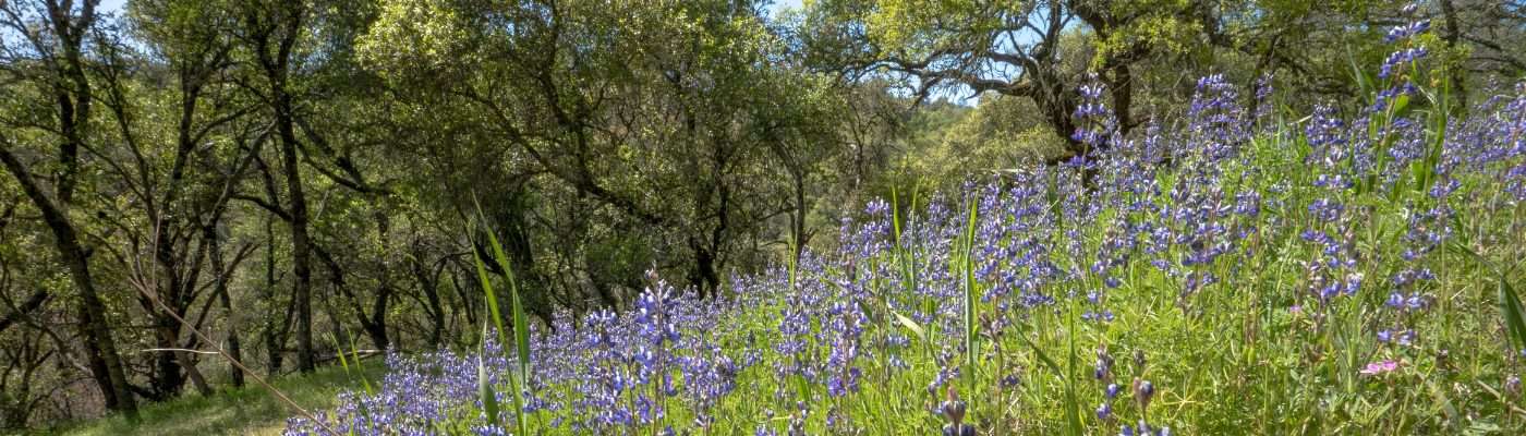 Amador County Information & Resources for Children & Families