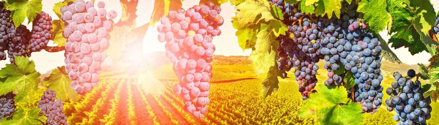 Napa County Information & Resources for Children & Families